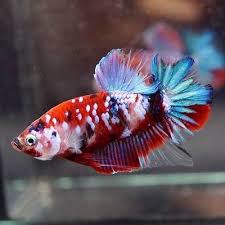 Live Betta Fish Fancy Red Koi Galaxy Halfmoon Plakat Hmpk Male 288 Betta Fish Betta Live Fish For Sale