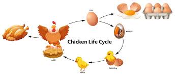 Life cycle stages of chicken eggs hatching. Life Cycle Of A Chicken East Man Egg