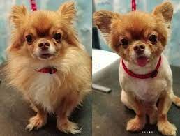 10 Best Long Haired Chihuahua Haircuts Page 2 The Paws Chihuahua Long Haired Chihuahua Dog Haircuts