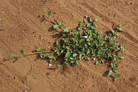 Image result for Boerhavia diffusa