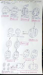 Their main difference is how they form the daughter cells during cytokinesis. 3 The Mosquito That Causes Yellow Fever Has 6 Chromosomes 2n 6 A Accurately Homeworklib
