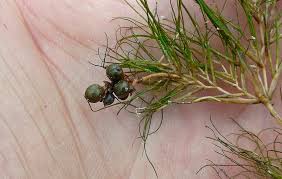 Image result for Stuckenia pectinata