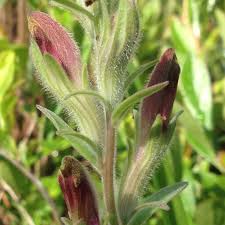 Image result for Schwenckia americana