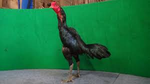 Antoni putra martadipura melatih fisik ayam aduan youtube : Tradngon Ayam Jual Ayam Bangkok Ke Klaten Ayam Aduan Import Ayam Bangkok Super Ayam Petarung Thailand Fci 639 Sold Out Ayam Thailand Original Ayam Bangkok Super Ayam Thailand Original Ayam Bangkok