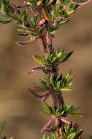 Image result for Anthospermum whyteanum