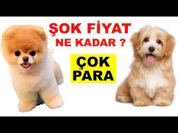 yavru kopek fiyatlari ne kadar petshop gezimiz araba parasina kopek var youtube