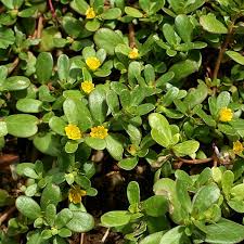 Tipo una cactacea del deserto, o giù di lì. Portulaca Oleracea Porcellana Vendita Piante Online Pianteinsolite