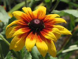 Image result for Renealmia susanneae-katziae