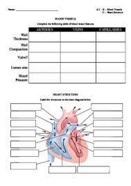 Ib Biology 2016 6 2 Heart Structure Blood Vessels Chart Blank
