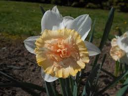 Image Result For Narcissus Petit Four Daffodils Trees To Plant Narcissus