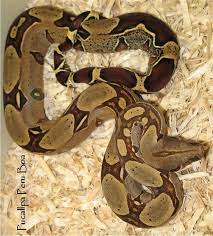 Pin By Debbie Salimena On Boas And Western Hognose Red Tail Boa Boa Constrictor Ball Python Colors