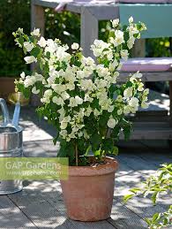 Bougainville (bougainvillea glabra fantasy red). Bougainvillea Glabra Stock Photo By Friedrich Strauss Image 0183502