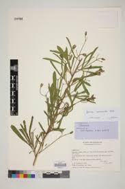 Image result for Ipomoea linosepala