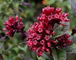 Image result for Clerodendrum fasciculatum