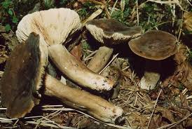 Image result for Lactarius mutabilis