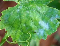 Using a fungicide can be an effective way of getting rid of powdery mildew, and thankfully, your local hardware store or nursery. Grape Powdery Mildew Diagnosis Treatment Tastylandscapetastylandscape