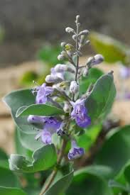 Image result for Vitex fischeri