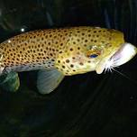 Naturalist Walk: Freshwater Ecology