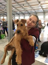 Image result for irský teriér