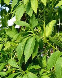 inkagurke der geheimtipp aus peru inka gurke pflanzenblatter pflanzen