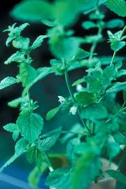 Image result for Melissa officinalis
