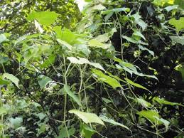 Image result for Cucumis bryoniifolius