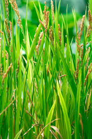 Image result for Oryza