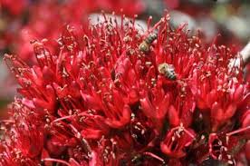 Image result for Schotia brachypetala