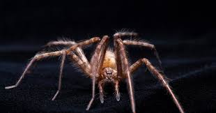 Technically food cant kill a snake,food is not a living thing,but a lion and a mongoose can kill a snake. The Secret History Of Spider Venom S Paralytic Power Wired