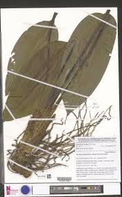 Image result for Scadoxus cinnabarinus