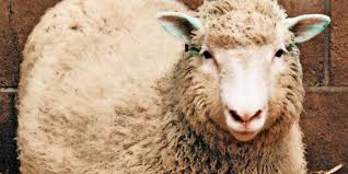 The next year dolly produced twin lambs sally and rosie, and she gave birth to triplets lucy, darcy and cotton in 2000. Die Dolly Methode Vater Von Erstem Klonschaf Wird 75