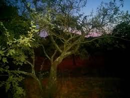 Image result for Dalbergia nitidula