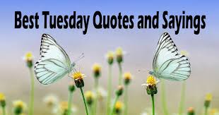 These tuesday quotes are all with beautiful images and funny pictures. 25 Happy Tuesday Inspirational Quotes And Sayings Trendy Planet