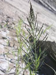 Image result for Leptochloa fusca