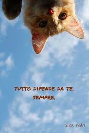 Tutto Dipende Da Te Spiritualita Love Amore Felicita Happy Life Vita Feelsafe Testesso Liberta Successo Gatti Carini Gatti Pazzi Gatti E Gattini