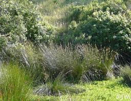 Image result for Juncus exsertus