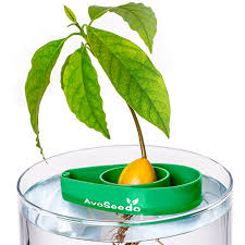 Check spelling or type a new query. Avoseedo Grow Your Own Avocado Tree Home Facebook