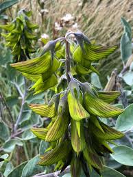 Image result for Crotalaria insignis