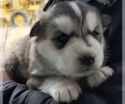 If you are looking for an alaskan malamute or already have one, we hope you will use us as a resource. View Ad Akita Alaskan Malamute Mix Litter Of Puppies For Sale Near Colorado Broomfield Usa Adn 171291