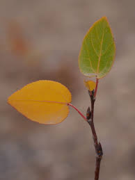 Image result for Salicaceae