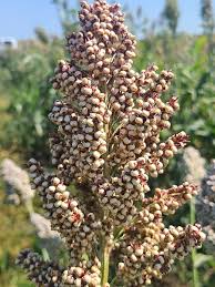 Image result for Sorghum