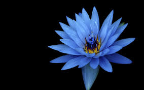 Sony Xperia Z Stock Blue Flower Xperia Stock Sony Poppy Flower Blue In 2020 Blue Lotus Flower Blue Flower Wallpaper Blue Flowers Background