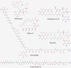 Image result for Amphotericin B