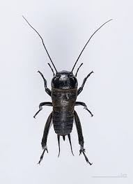 Gryllidae Wikipedia