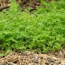 Image result for Culcasia falcifolia