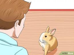 It presents as a sudden and severe onset of one sided neck pain. How To Diagnose Wry Neck In Rabbits 9 Steps With Pictures
