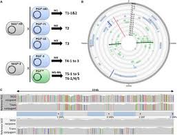 Frontiers Mycoplasma Chromosomal Transfer A Distributive