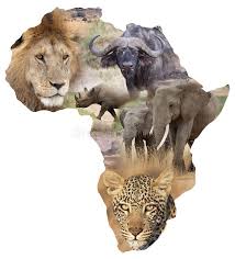 African Wildlife Background African Wildlife Map With The Big Five African Lio Aff Big African Lion Africa Animals African Wildlife African Animals
