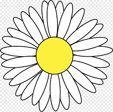 Ήλιος, hēlios, sun and ανθός, anthos, flower) l. Drawing Daisy White Face Sunflower Png Pngwing