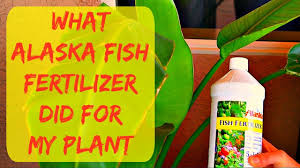 Liquid Alaska Organic Fish Fertilizer For Plants New Leaf Grew 3 Times Bigger Gardening Tips
